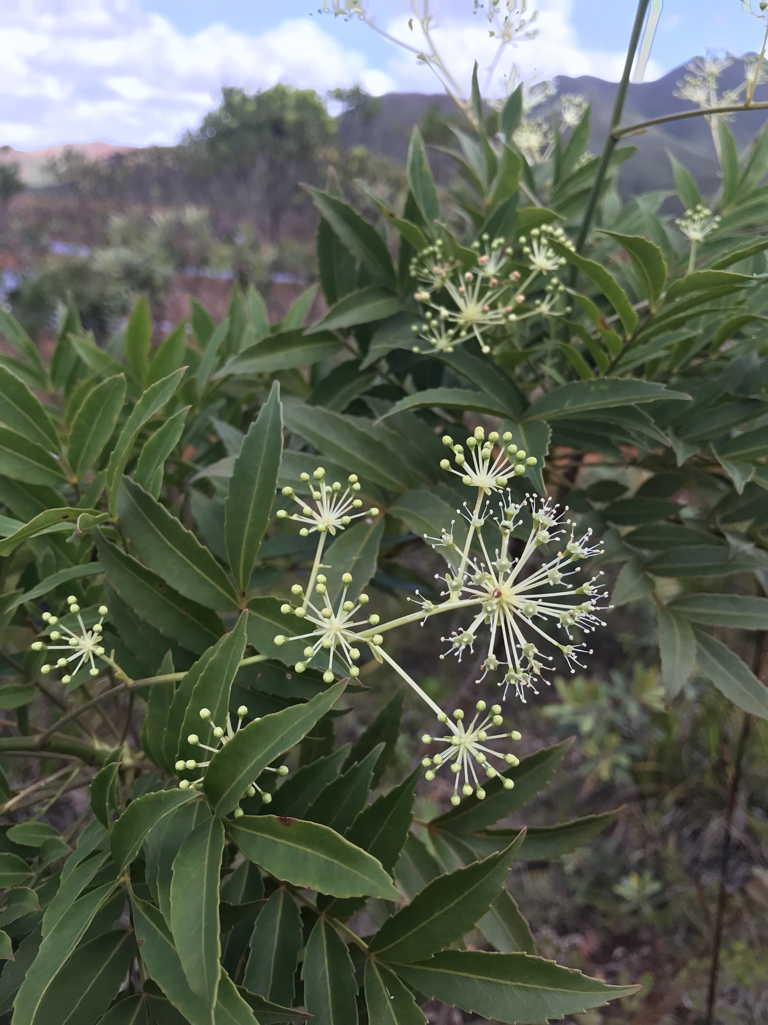 Myodocarpaceae