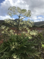 Myodocarpus