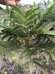 Myodocarpus