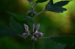 Leonurus quinquelobatus