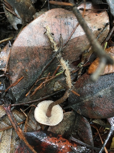 Pseudobaeospora stevensii image
