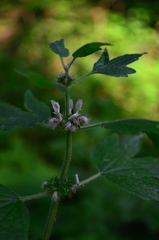 Leonurus quinquelobatus