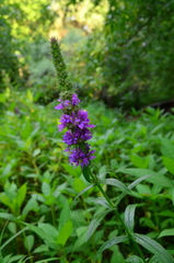 Lythrum salicaria