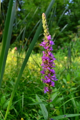 Lythrum salicaria