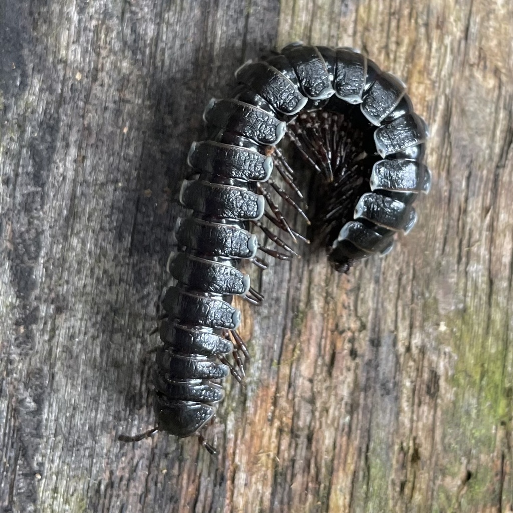 Tribrachiorus