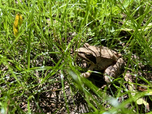 Šumska smeđa žaba (Rana dalmatina)