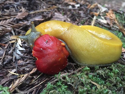 California Banana Slug
