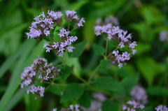 Origanum vulgare