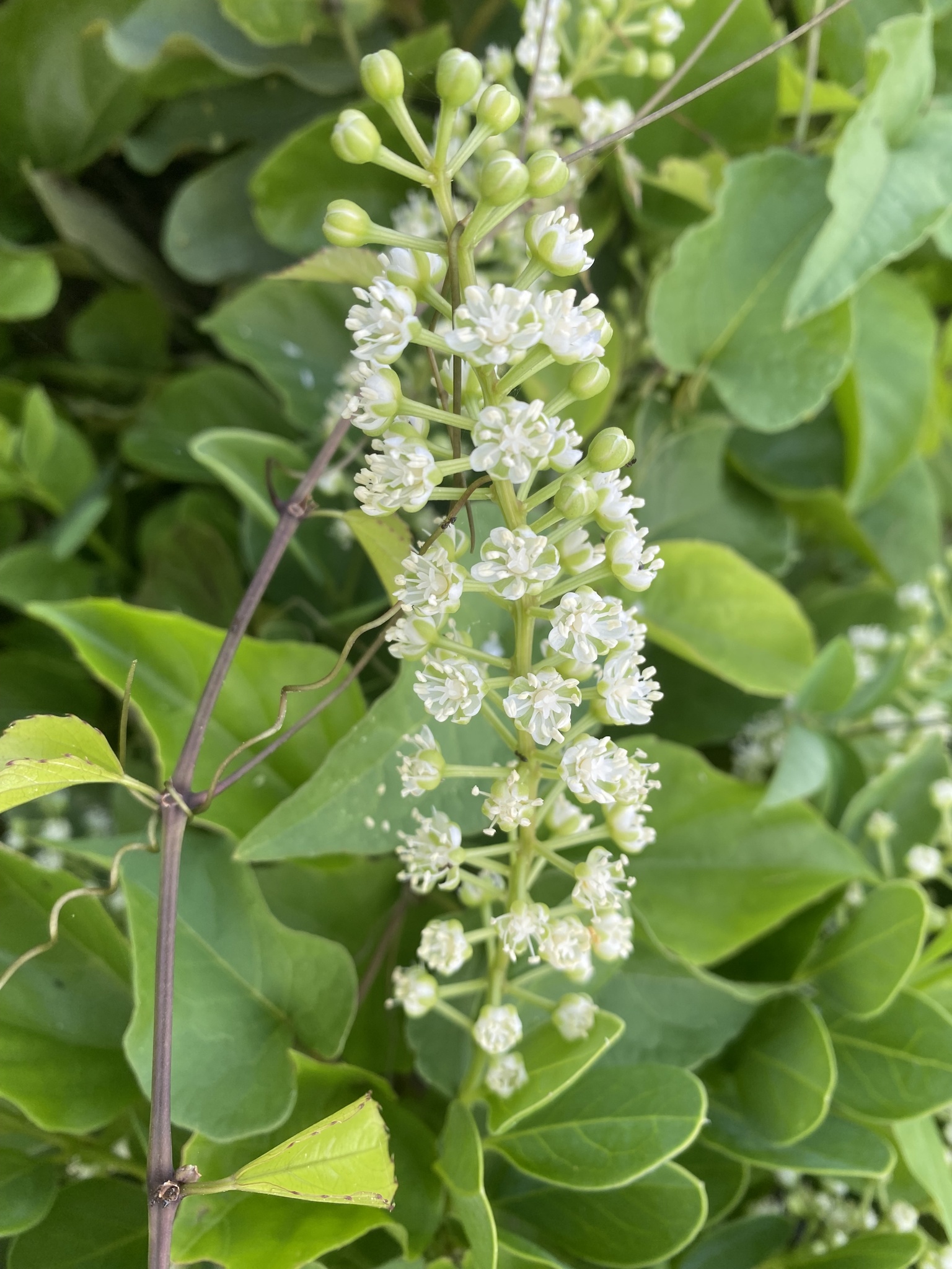 Stegnosperma cubense