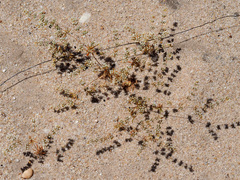 Adenogramma mollugo
