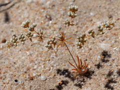 Adenogramma mollugo