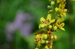 Verbascum nigrum