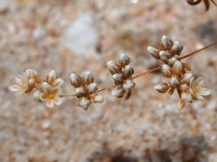 Adenogramma mollugo