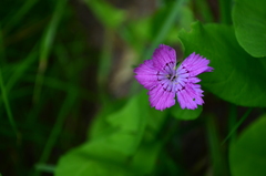 Dianthus chinensis
