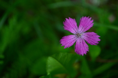 Dianthus chinensis