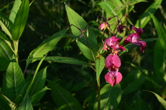 Impatiens glandulifera