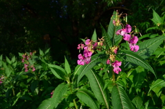 Impatiens glandulifera