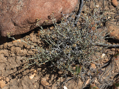 Helichrysum cylindriflorum