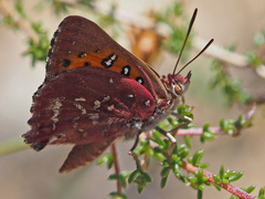 Aloeides thyra thyra