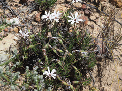 Dimorphotheca acutifolia