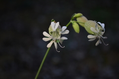 Silene vulgaris
