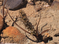 Wurmbea spicata