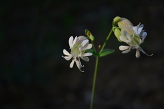 Silene vulgaris