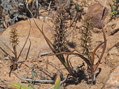 Wurmbea spicata