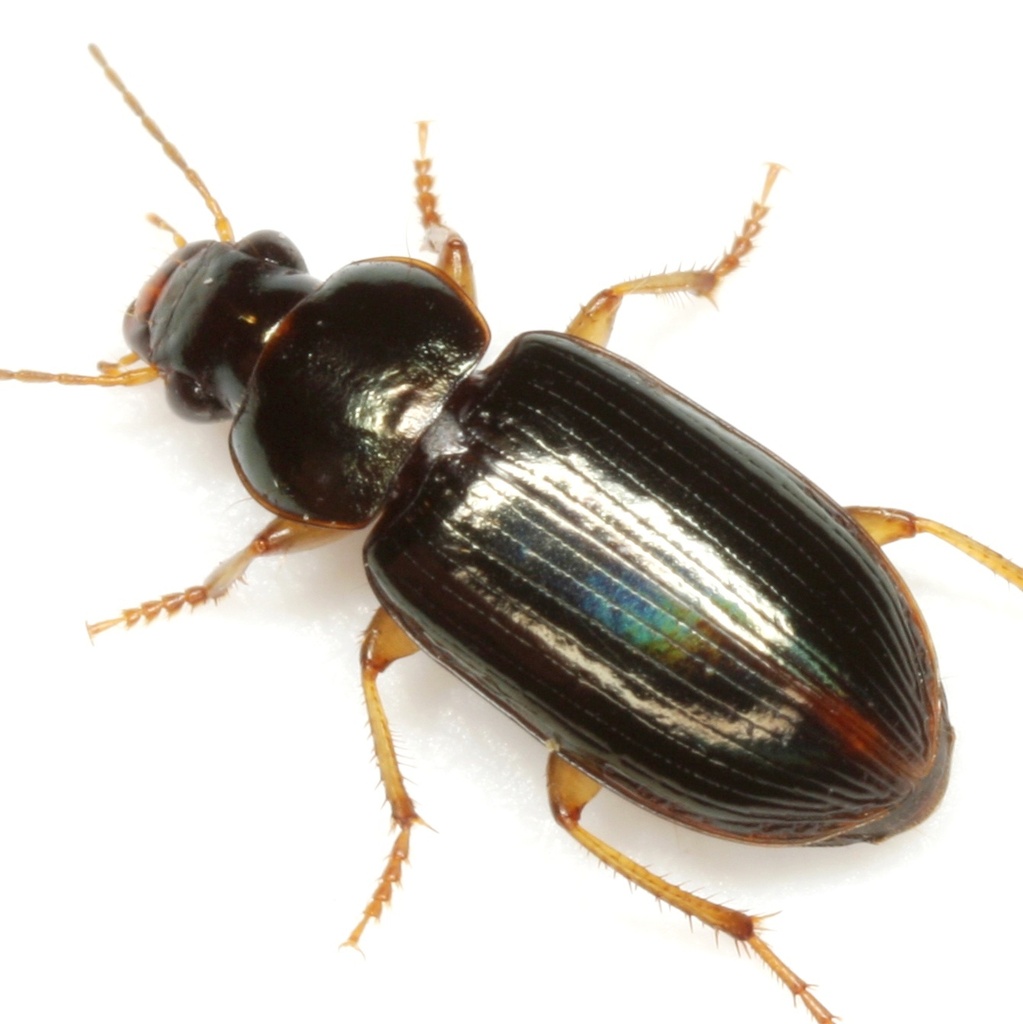 Selenophorus striatopunctatus