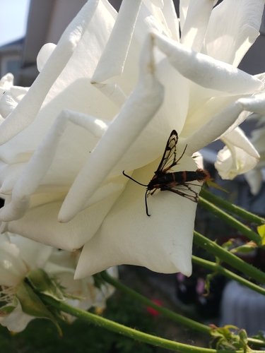 Douglas-fir Pitch Moth