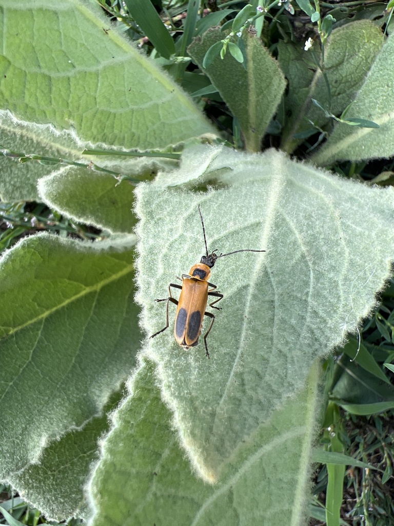 Goldenrod Soldier Beetle from Fort Snelling State Park, Saint Paul, MN