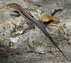 Pholidoscelis auberi