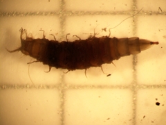 Tabanomorpha