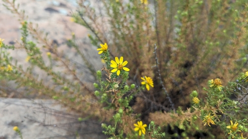 Image of Deinandra minthornii by (c) Zack Abbey, some rights reserved (CC BY)