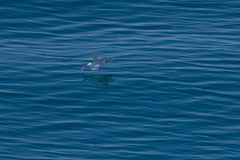 Hirundichthys affinis