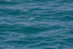 Hemiramphus brasiliensis