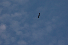 Chordeiles gundlachii