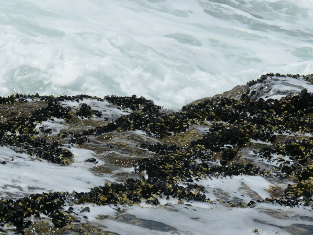 California Mussel from San Pedro, Los Angeles, CA, USA on August 11 ...