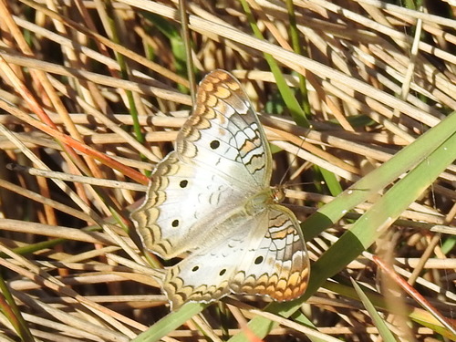 Photo of White Peacock (Anartia jatrophae)