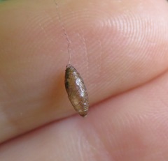 Meteorus pulchricornis