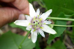 Passiflora morifolia