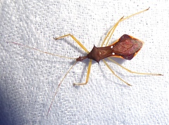 Epidaus