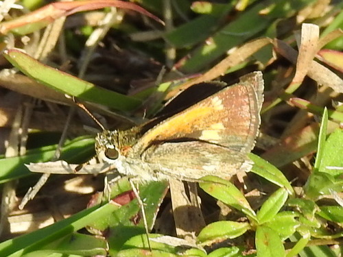 Baracoa Skipper photo 4