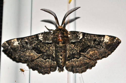 American Oak Beauty