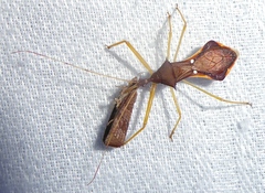 Epidaus