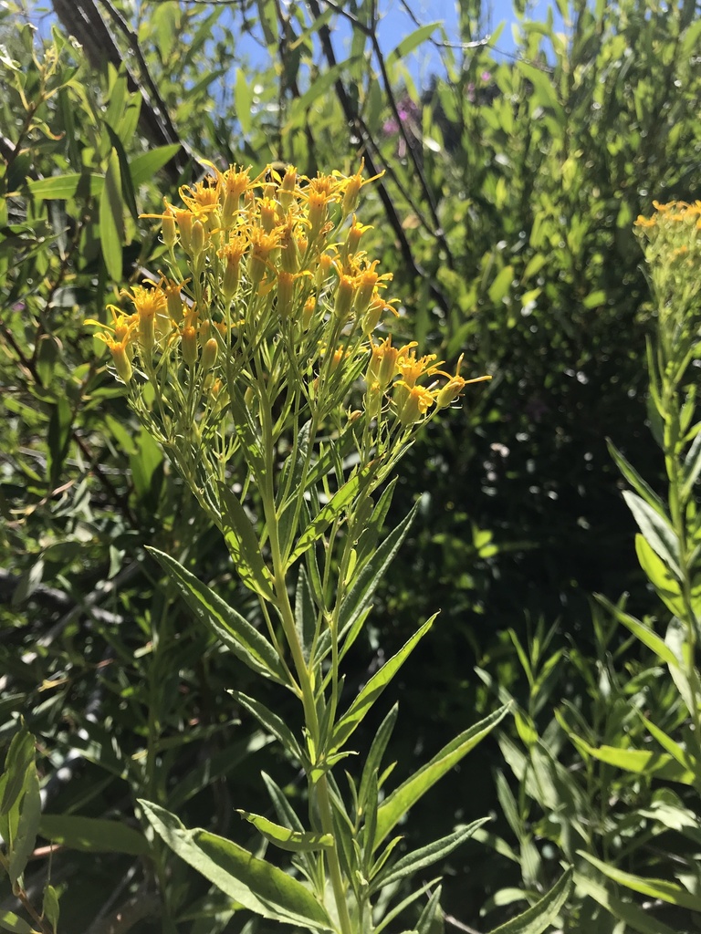 groundsels from Alpine County, Toiyabe National Forest, US-CA, US on ...