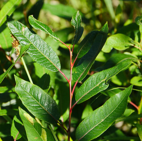 Salix pyrifolia Andersson
