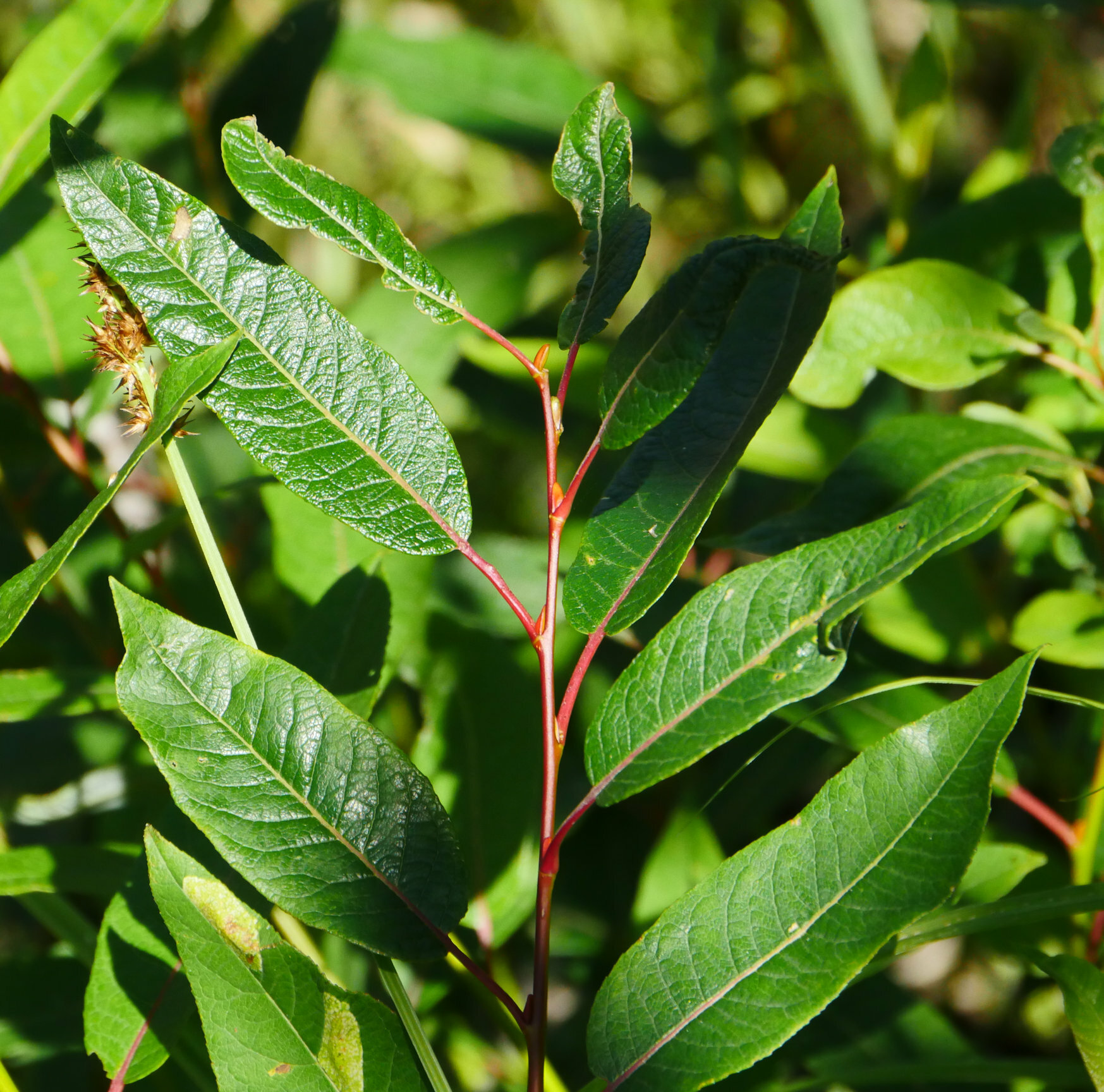 Salix pyrifolia