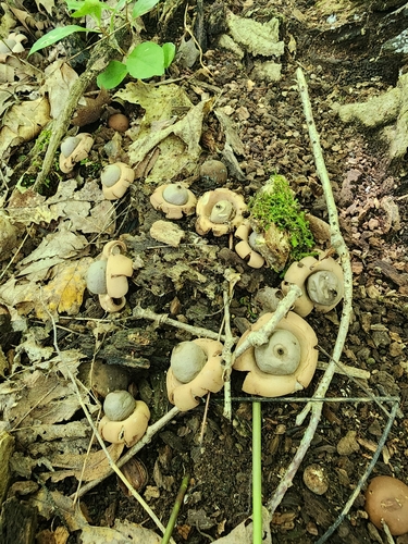 Geastrum saccatum