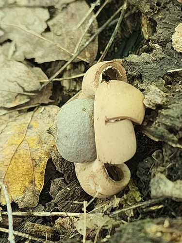 Geastrum saccatum (Photo 2 of 6)